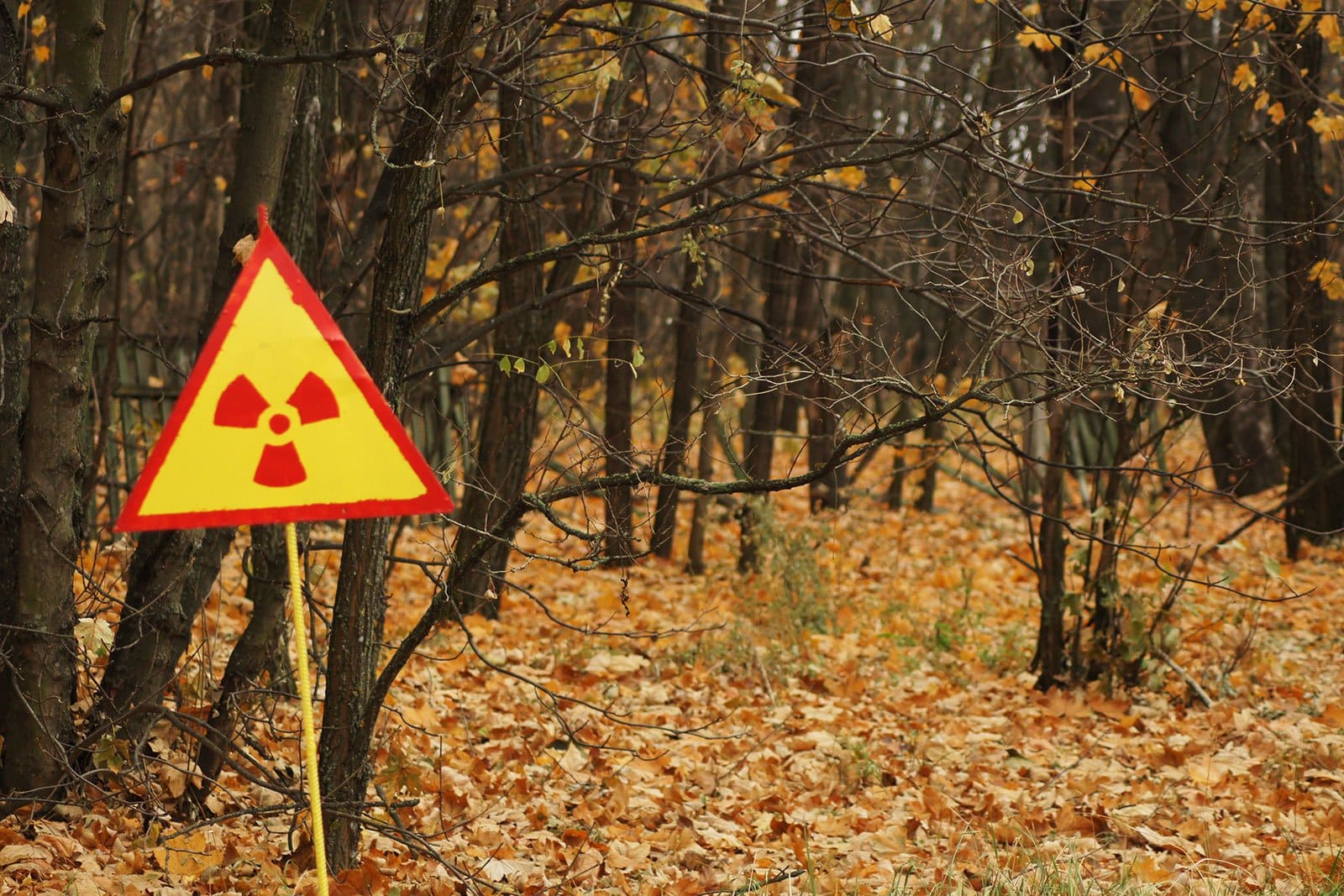 The Russian military disturbed radioactive dust in the highly toxic Red Forest in Chernobyl