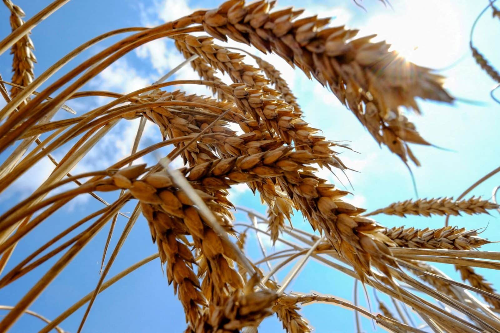 Russians tried to sell the stolen Ukrainian grain to Egypt