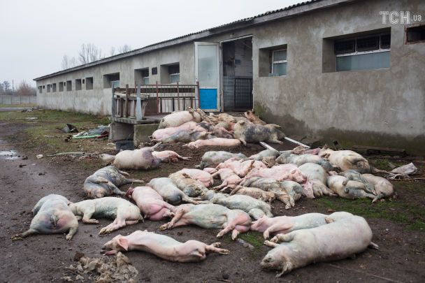 6,000,000 domestic animals and at least 50,000 dolphins died in Ukraine due to Russian aggression