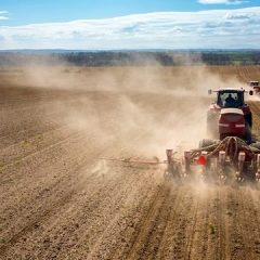 Ukraine lost 25% of sown areas due to the war, – Deputy Minister of Agrarian Policy and Food of Ukraine