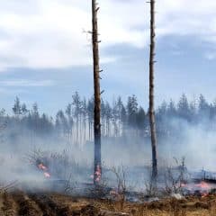 Russia caused nearly UAH 100 billion in damage to the ecosystem of Ukraine as a result of forest fires in the Luhansk region