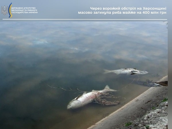Russian shelling destroyed almost UAH 400 million worth of fish in the Dnipro River: photo