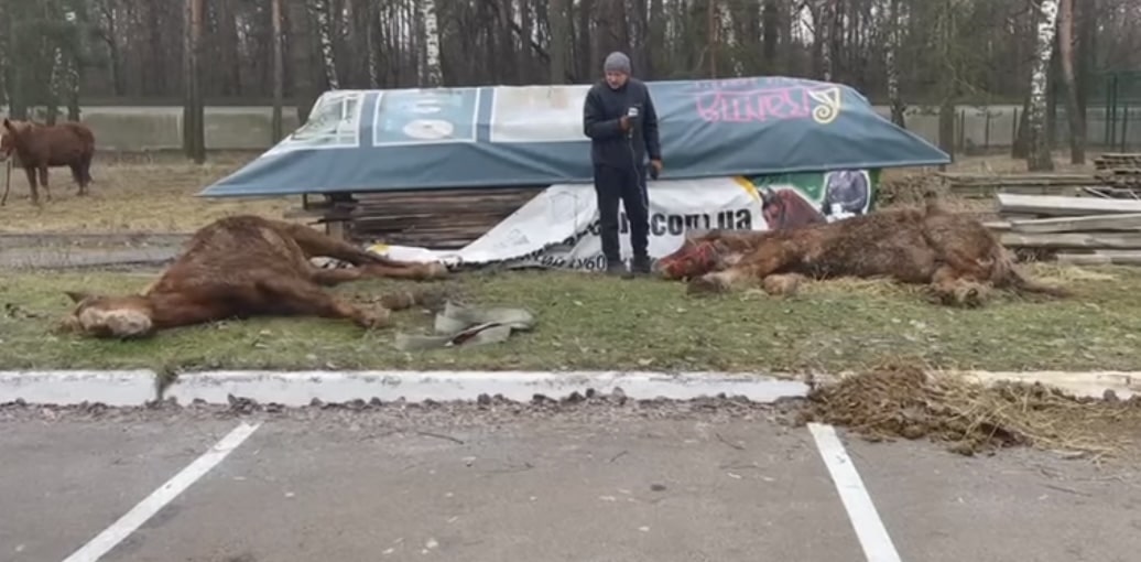 Ukrainian horses became victims of Russian aggression: video